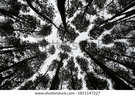 Pine trees generally grow and develop in groups
