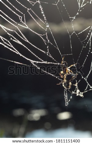 Spider and wasp fighting in a rainy day