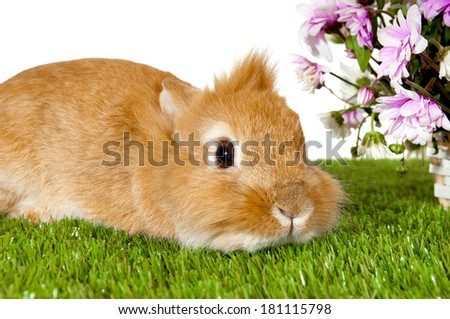 Pet brown rabbit   near basket with spring flowers, isolated on green grass/Postcard . 