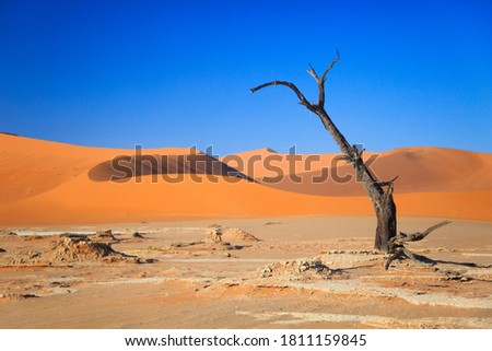 Camelthorn dead tree Acacia erioloba and dunes in Sossusvlei