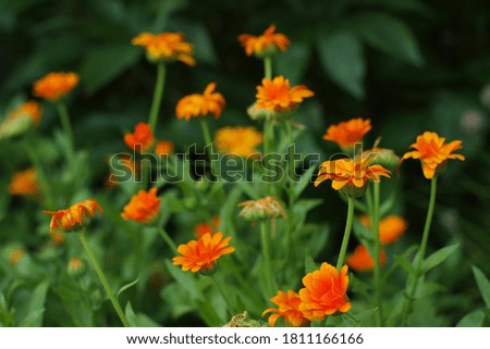 Orange calendula field in the garden