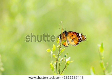 Plain tiger butterfly Pictures taken at uttarpradesh india 