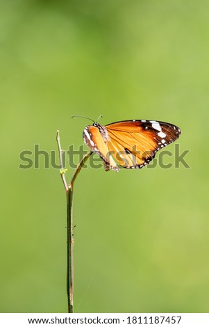 Plain tiger butterfly Pictures taken at uttarpradesh india 