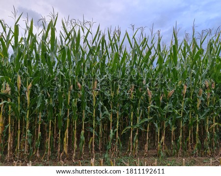 Natural Photo of Austrian Corn field in Steiermark
