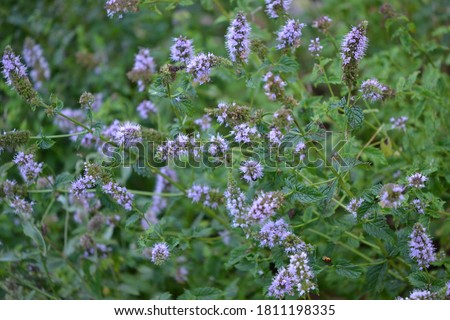 Flowering Garden Peppermint (Mentha × piperita) Royalty-Free Stock Photo #1811198335