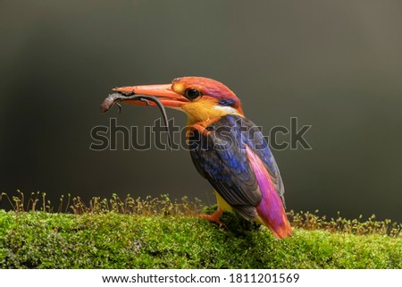 Oriental Dwarf Kingfisher perched on a branch with a meal in the mouth