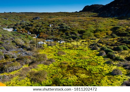 Greenland. Ilulissat. Moss and a stream in the tundra near the Icefjord.