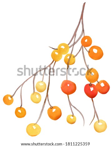 Yellow and red berries on tree branch stem, autumn or fall design element, Christmas winter berry painted in watercolor, rustic floral illustration for thanksgiving in orange colors
