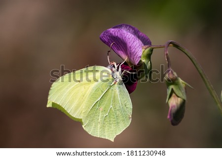Common brimstone butterfly (Gonepteryx rhamni) perched in a flower and photographed in Portugal.