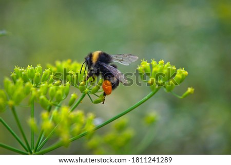 Macro photo of a yellow and black striped bumblebee pollinating and collecting nectar on a flower.