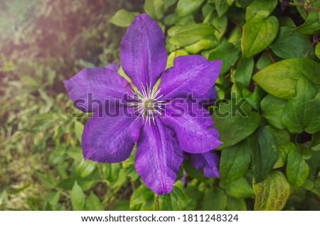 blue or purple Jacqueman's Clematis flower on a background of green leaves