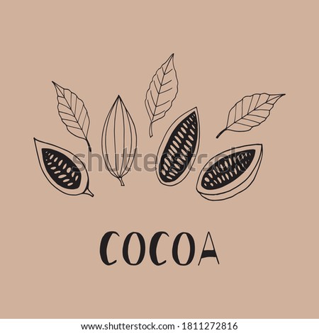 cocoa beans with leaves and lettering isolated hand drawn vector doodle. template concept for design poster, label, menu, card, sticker, plant