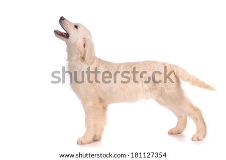purebred golden retriever dog isolated over white background 