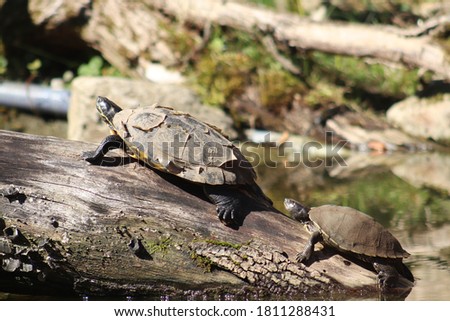 Two turtles are balking in the sun