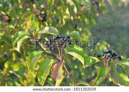 Black berries of cornus sanguinea ripen on a branch of a bush. Royalty-Free Stock Photo #1811302039
