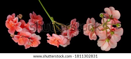 coral geranium flowers on a black background