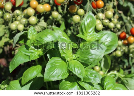 basil and tomatoes in the garden Royalty-Free Stock Photo #1811305282