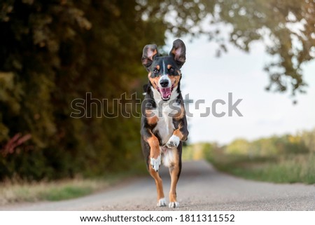 happy dog is running with flappy ears, Appenzeller Sennenhund Royalty-Free Stock Photo #1811311552