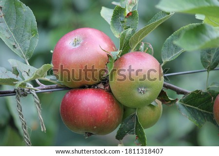 apple discovery growing on tree crop - stock photo