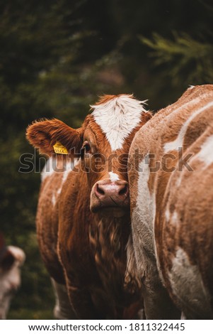 cuddling cows in the Alps Royalty-Free Stock Photo #1811322445