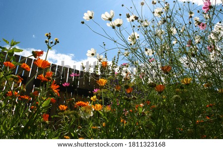 Thickets of cosmos flowers and marigolds in the garden