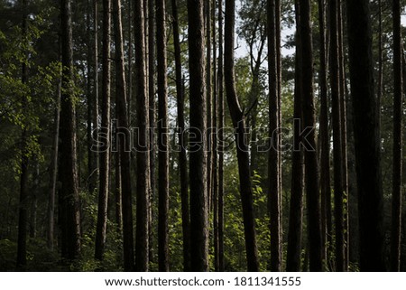 A closeup shot of tree trunks