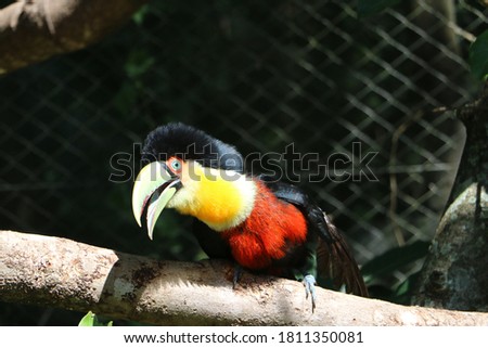 green-billed toucan, Ramphastos dicolorus, red-breasted toucan,  from the Ramphastidae family, found in southern and eastern Brazil,  Atlantic Forest, Pantanal of Bolivia, Paraguay and Argentina.