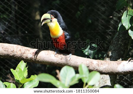 green-billed toucan, Ramphastos dicolorus, red-breasted toucan,  from the Ramphastidae family, found in southern and eastern Brazil,  Atlantic Forest, Pantanal of Bolivia, Paraguay and Argentina.