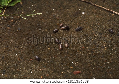 Roly poly, Pill bugs on the ground