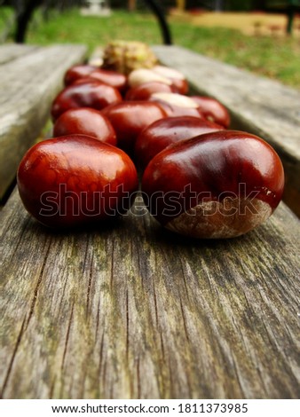 Chestnuts bare without spiked peel on the old wooden bench in the park. Group of fresh  glossy brown skinned fruits. Autumn day in the Botanical garden
