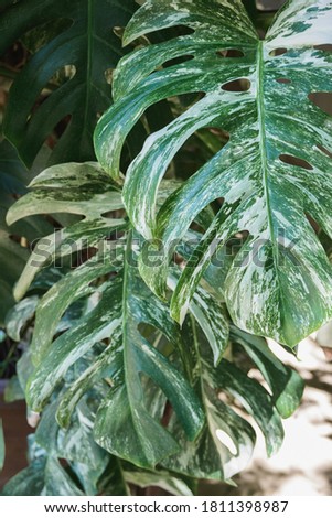 monstera green leaves branch in yard, forest, park, garden, closeup outdoors tropical vertical stock photo image background, backdrop, wallpaper with copy space for poster, banner, post