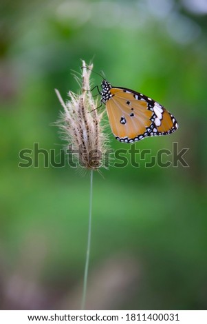 Brown butterfly perched on the tip of the grass flower.