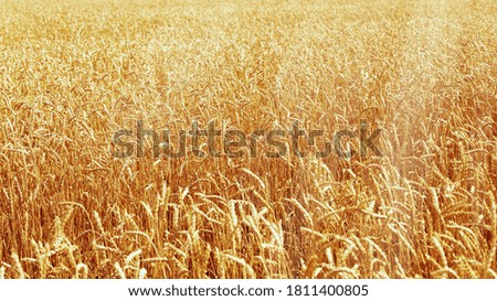 Ears of wheat field and blue sky. Rural field landscape. Picturesque scenery. Rich harvest concept. Selective focus. 