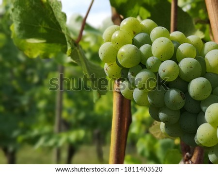 Grapes for the delicious white wine from franconia