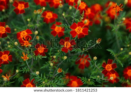 many small red and orange flowers in a sea of green