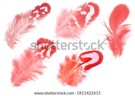 Beautiful collection red feather isolated on white background