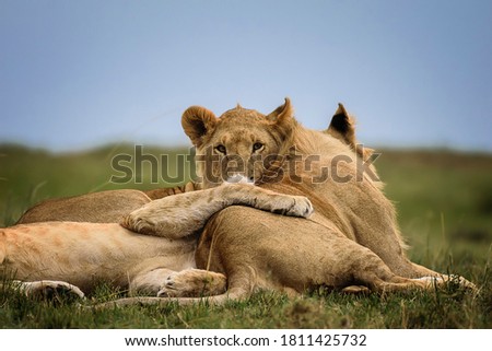 Two young teenage lions lie in the grass with their arms around each other