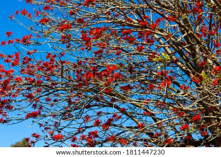 Brilliant red spectacular flowers of Erythrina a genus of flowering plants in the pea family, Fabaceae in early winter attract honey eater birds and honey bees  in Australian parks and gardens.