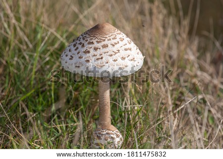 Close up of a parasol mushroom (macrolepiota procera) in a meadow