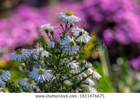 Aster ericoides white heath asters flowering plants, beautiful bunch of autumnal flowers in bloom