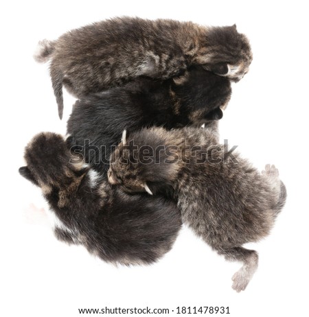 Four newborn kittens isolated on a white background. Pet