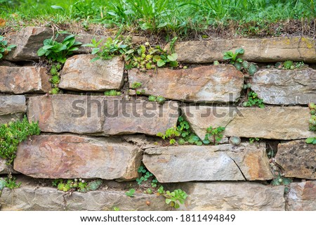 Wild shamrock and rockery plant growing in joints of an old stone wall. Planting in retaining walls. Gardening in a dry-stone wall Royalty-Free Stock Photo #1811494849