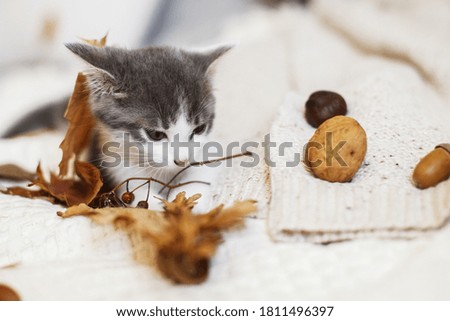 Adorable kitten playing with autumn leaves and acorns on soft bed. Autumn cozy mood. Cute white and grey kitty playing with fall decorations in room