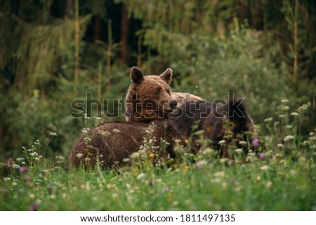 Carpathian brown bear close-up in the wilderness at dusk. 