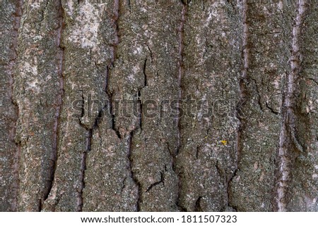 Close up view of gray oak tree bark. Abstract textured background. Copy space for your text and decorations.
