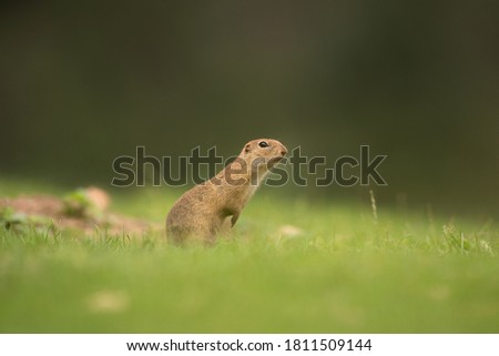 European ground squirrel moving on the meadow. Skillful squirrels. European wildlife nature. Squirrel near the burrow. Hungry squirrel eating near the burrow.