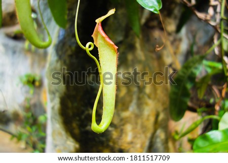 pale green pitcher plant with a red lip against a natural rock background