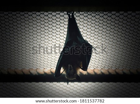Bat hanging on roof in cage over white background