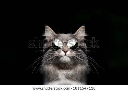 funny studio portrait of a blue tabby maine coon cat wearing sunglasses looking cool isolated on black  background