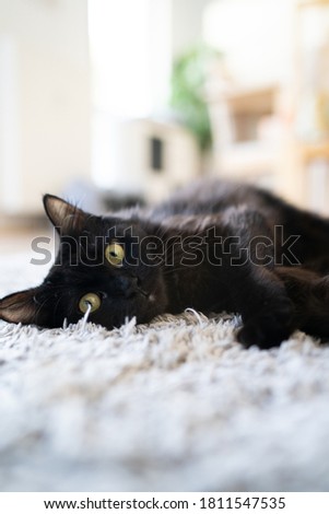 Black cat laying on a carpet looking straight in the camera